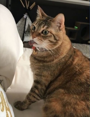 舌が出ている猫ちゃん