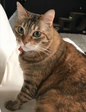 舌が出ている猫ちゃん