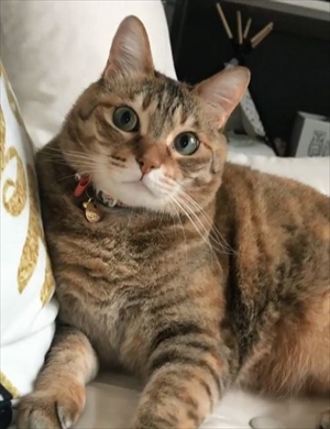 舌が出ている猫ちゃん