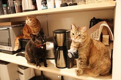 舌が出ている猫ちゃん