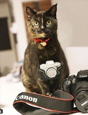 舌が出ている猫ちゃん