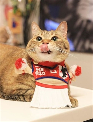 舌が出ている猫ちゃん