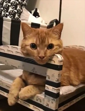 舌が出ている猫ちゃん