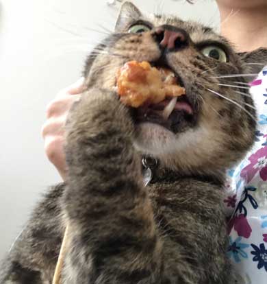 から揚げ 盗もうとした ネコ 猫 顔 事件