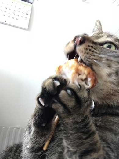 から揚げ 盗もうとした ネコ 猫 顔 事件