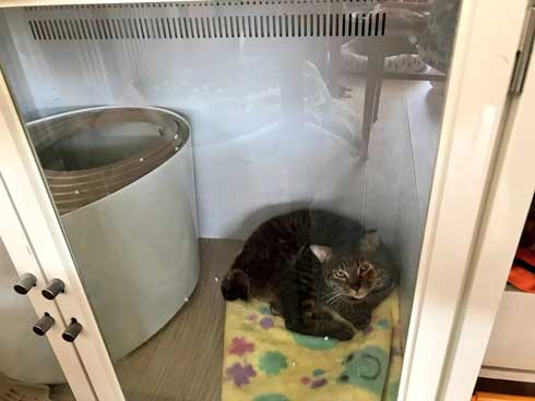 から揚げ 盗もうとした ネコ 猫 顔 事件