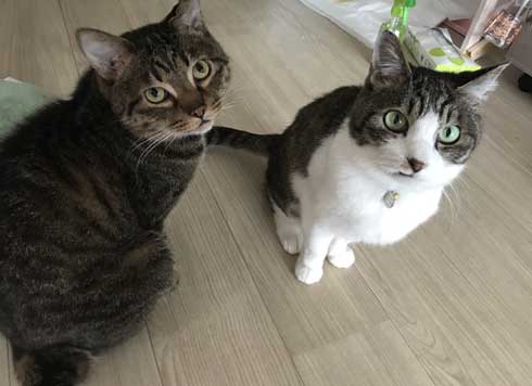 から揚げ 盗もうとした ネコ 猫 顔 事件