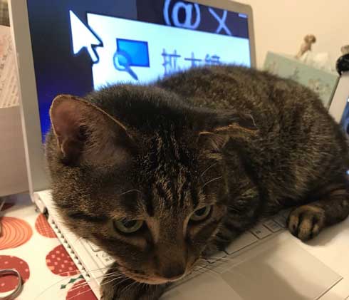 から揚げ 盗もうとした ネコ 猫 顔 事件