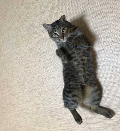 から揚げ 盗もうとした ネコ 猫 顔 事件