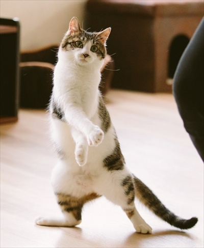 江戸ねこ茶屋