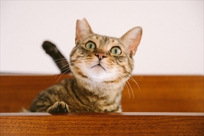 江戸ねこ茶屋