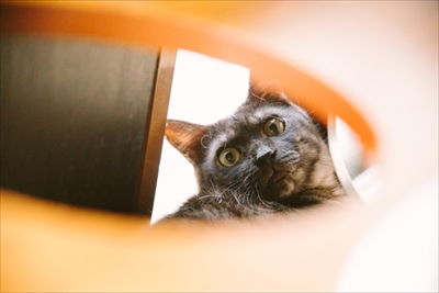 江戸ねこ茶屋