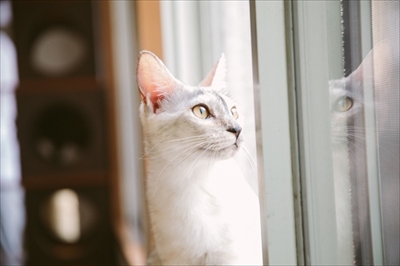 江戸ねこ茶屋