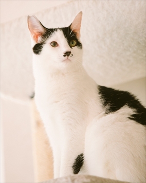 江戸ねこ茶屋