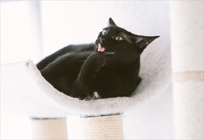 江戸ねこ茶屋