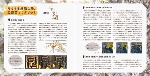 美しい変形菌