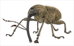 特別展　昆虫