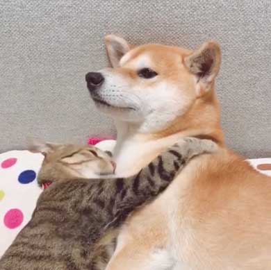 犬 猫 仲良し 動画 ハル ムギ 添い寝 ハグ