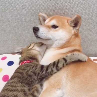 犬 猫 仲良し 動画 ハル ムギ 添い寝 ハグ