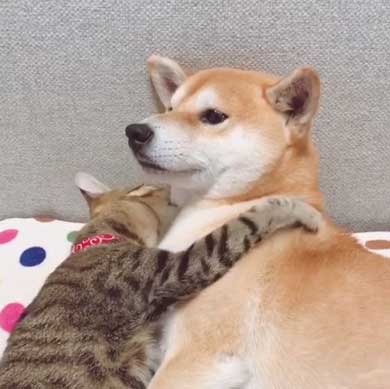 犬 猫 仲良し 動画 ハル ムギ 添い寝 ハグ
