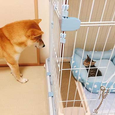 犬 猫 仲良し 動画 ハル ムギ 添い寝 ハグ