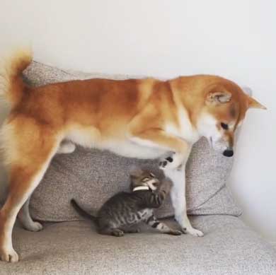 犬 猫 仲良し 動画 ハル ムギ 添い寝 ハグ