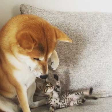 犬 猫 仲良し 動画 ハル ムギ 添い寝 ハグ