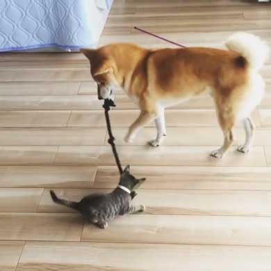 犬 猫 仲良し 動画 ハル ムギ 添い寝 ハグ