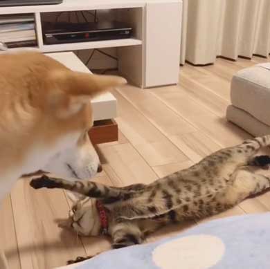 犬 猫 仲良し 動画 ハル ムギ 添い寝 ハグ
