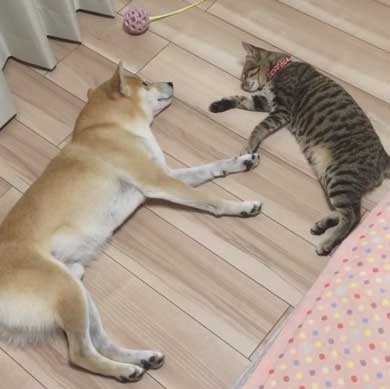 犬 猫 仲良し 動画 ハル ムギ 添い寝 ハグ