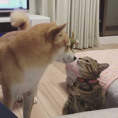 犬 猫 仲良し 動画 ハル ムギ 添い寝 ハグ