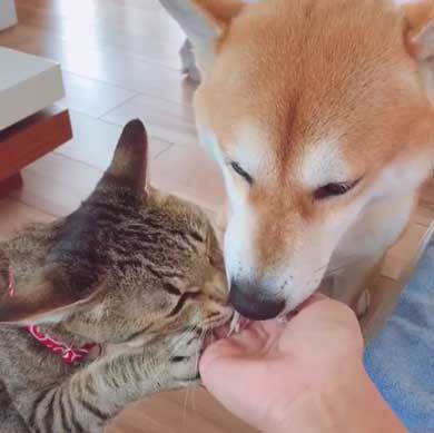 犬 猫 仲良し 動画 ハル ムギ 添い寝 ハグ