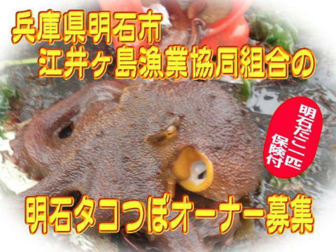 明石だこ