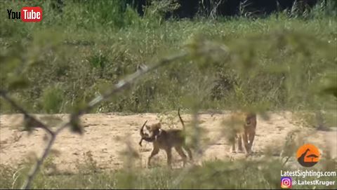 アフリカスイギュウ