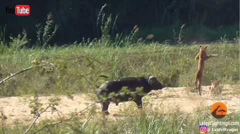 アフリカスイギュウ