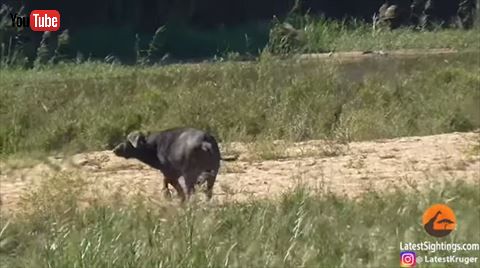 アフリカスイギュウ