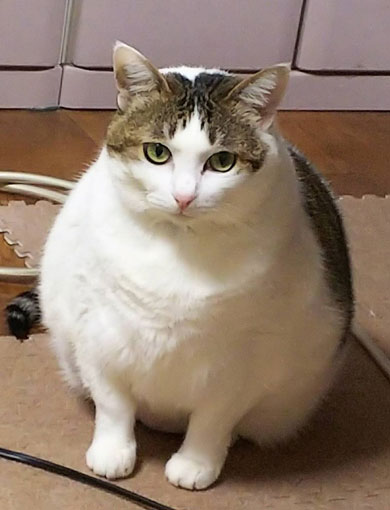 猫 一回り 大きい デカ 丸い