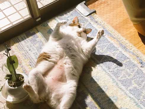 猫 一回り 大きい デカ 丸い