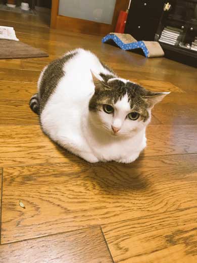 猫 一回り 大きい デカ 丸い