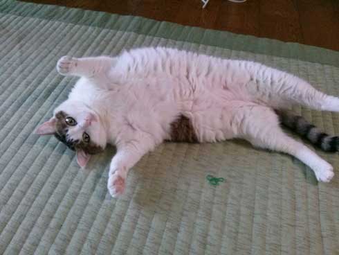 猫 一回り 大きい デカ 丸い