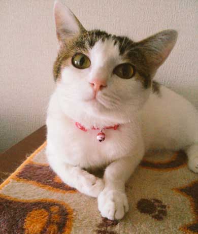 猫 一回り 大きい デカ 丸い