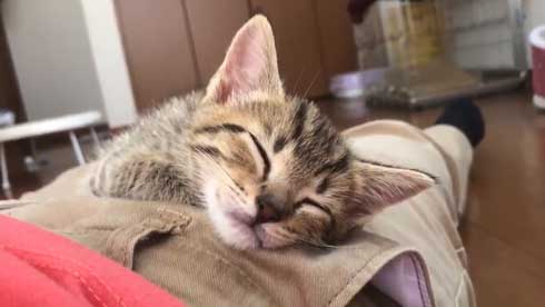 子猫 寝る 腹 ちび太 天使
