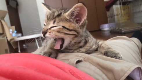 子猫 寝る 腹 ちび太 天使