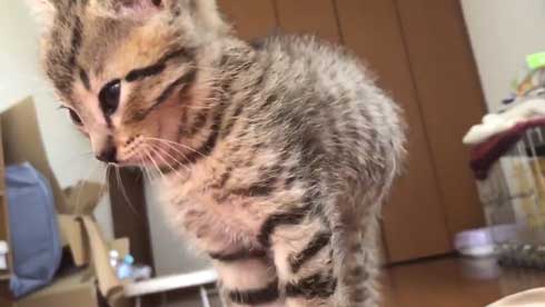 子猫 寝る 腹 ちび太 天使