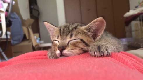 子猫 寝る 腹 ちび太 天使