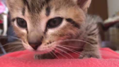 子猫 寝る 腹 ちび太 天使