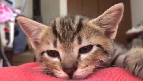 子猫 寝る 腹 ちび太 天使