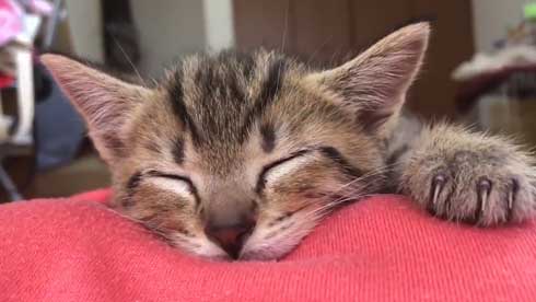 子猫 寝る 腹 ちび太 天使