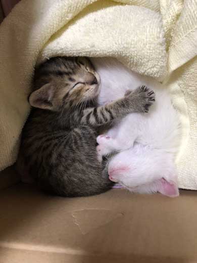 子猫 寝る 腹 ちび太 天使