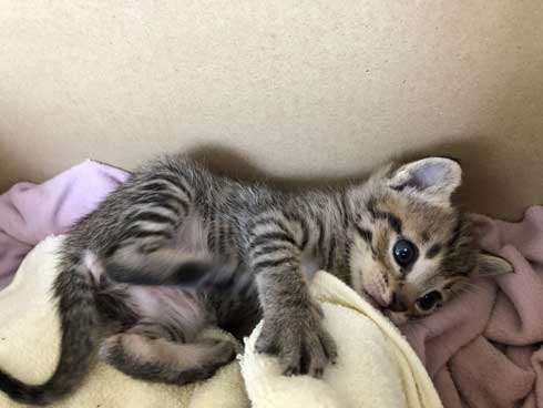 子猫 寝る 腹 ちび太 天使